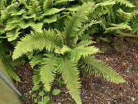 Hardy Fern Polystichum setiferum 'Plumosum'